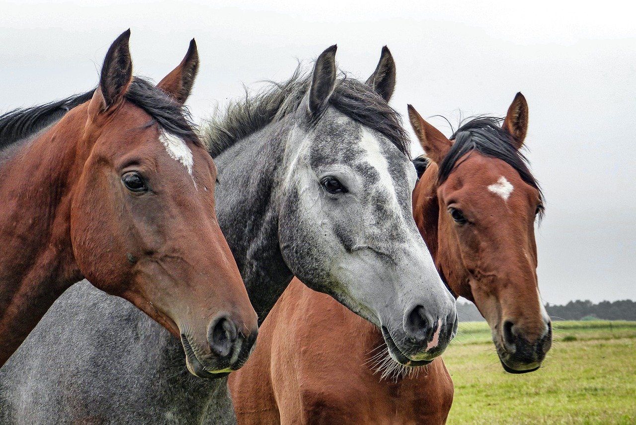 Żywienie koni – czy warto podawać lucernę?